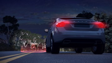 Wildwechsel Volvo
